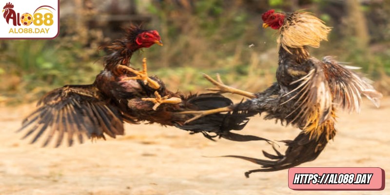 Đá gà 4K ALO88 dành cho người yêu thích sự kịch tính