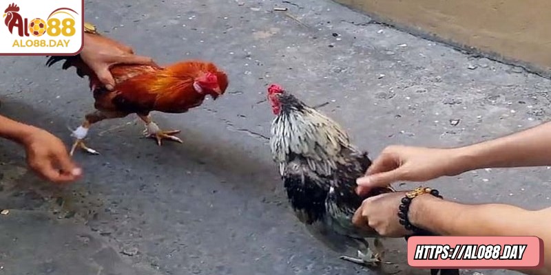 Người chơi có thể theo dõi trực tiếp mọi lúc mọi nơi