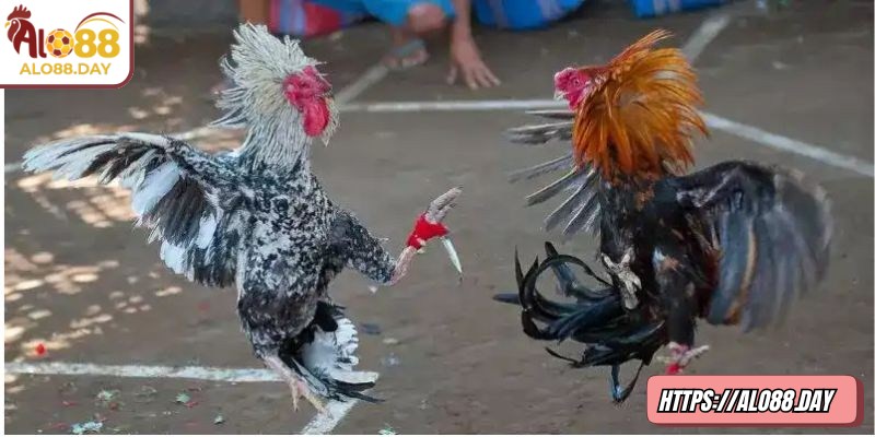 Cập nhật xu hướng cược giúp điều chỉnh chiến lược kịp thời