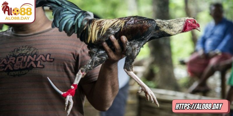 Chọn đúng loại kèo phù hợp giúp tăng tỷ lệ thắng