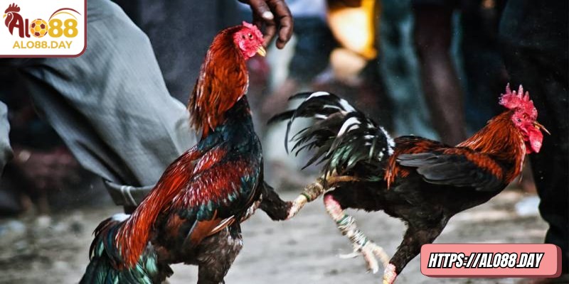 Đá gà cựa dao ALO88 được yêu thích nhờ yếu tố tốc độ và kịch tính cao