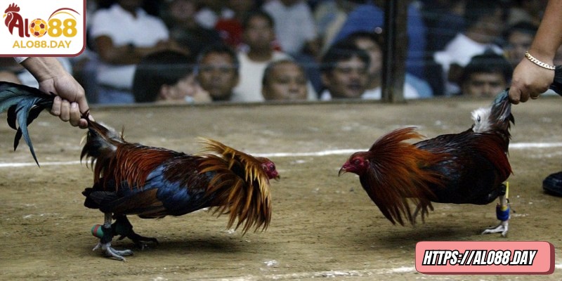 Nắm được các loại kèo phổ biến để tham gia hiệu quả