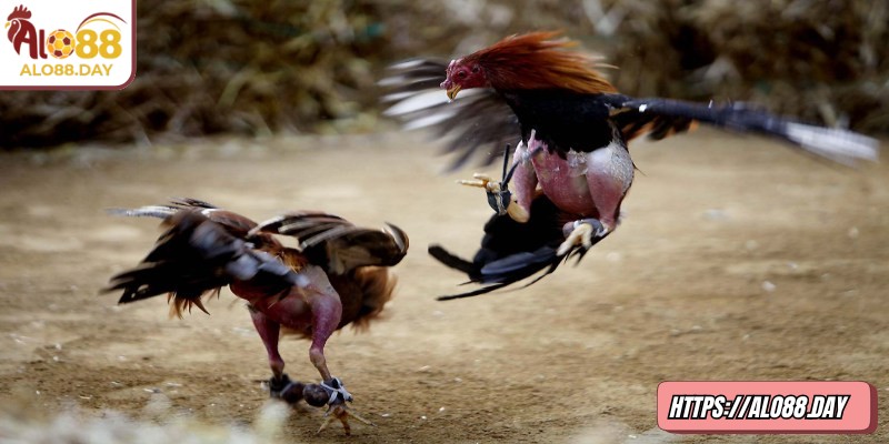 Giới thiệu tổng quan về đá gà cựa sắt ALO88