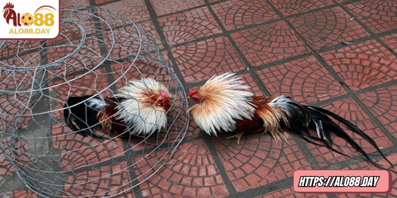 Đá gà tre ALO88 – Thử thách tốc độ và kỹ năng cá cược 3 Đưa ra quyết định dựa trên dữ liệu và quan sát khách quan