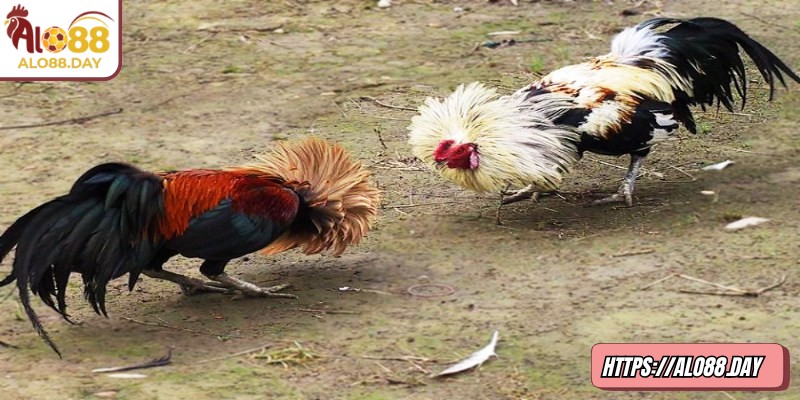 Đá gà tre ALO88 – Thử thách tốc độ và kỹ năng cá cược 2 Theo dõi các biến động nhỏ giúp người chơi đưa ra quyết định kịp thời