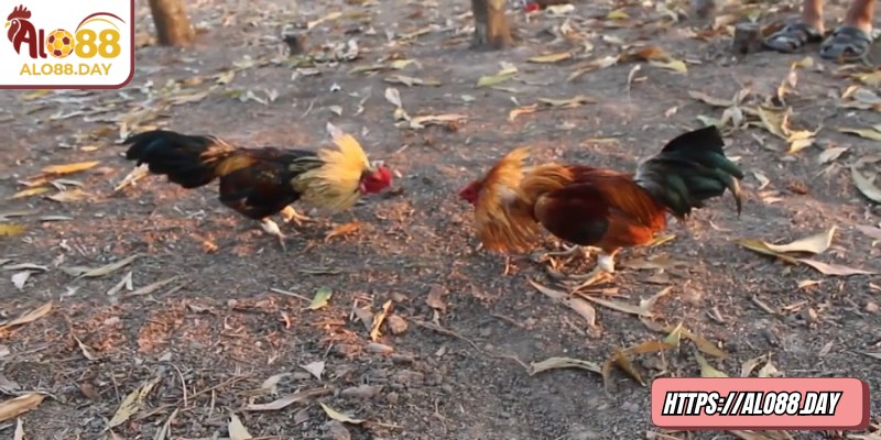 Đá gà tre ALO88 – Thử thách tốc độ và kỹ năng cá cược 1 Đá gà tre ALO88 mang đến trải nghiệm đối kháng tốc độ cao với chiến kê nhỏ