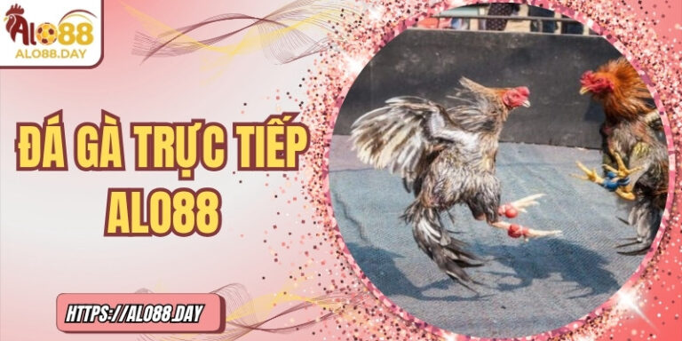 Đá gà trực tiếp ALO88 – Kịch tính như trường đấu thực thụ 7 Đá gà trực tiếp ALO88 – Kịch tính như trường đấu thực thụ