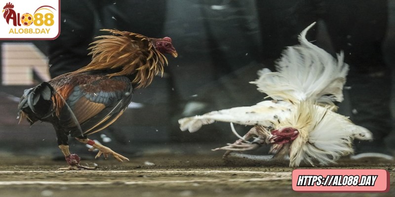 Đá gà trực tiếp ALO88 có đường truyền ổn định, âm thanh sống động