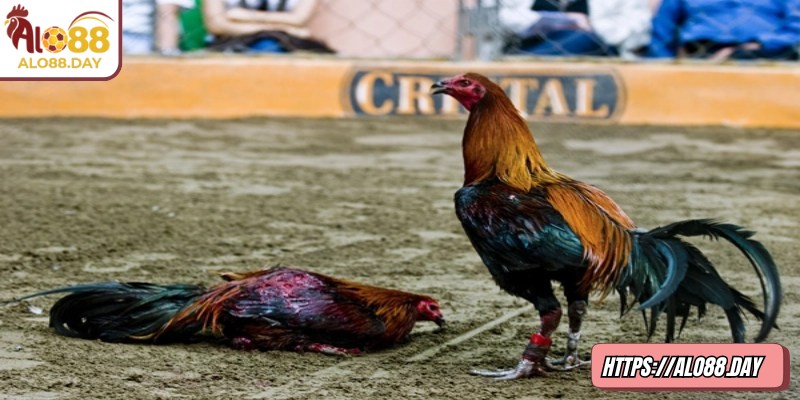 Kèo máu ALO88 tập trung vào yếu tố cảm xúc và trực giác người chơi 